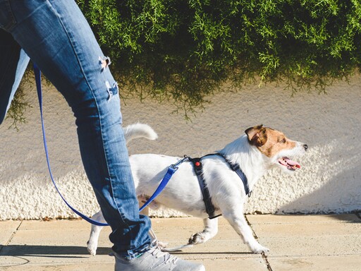 “Vizinho e Cãopanhia”: AEFMV cria plataforma de voluntariado de pet walking