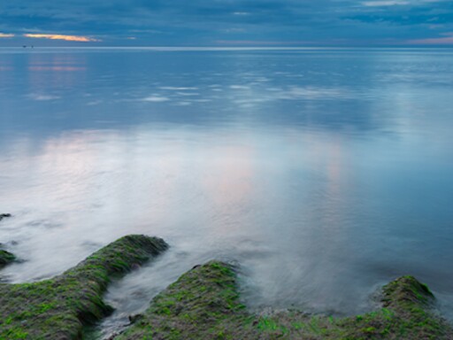 paisagem de algas na em rochas baixas à beira mar calmo