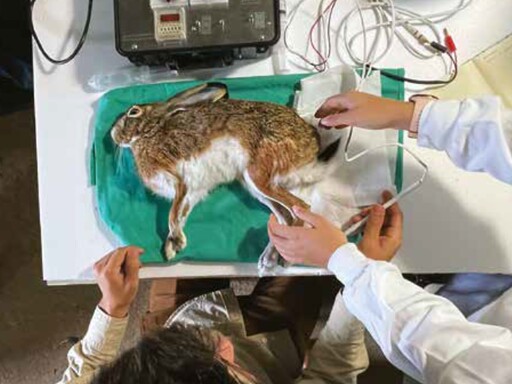 National Geographic report includes IMVM  work of a Faculty of Veterinary Medicine-ULisboa student